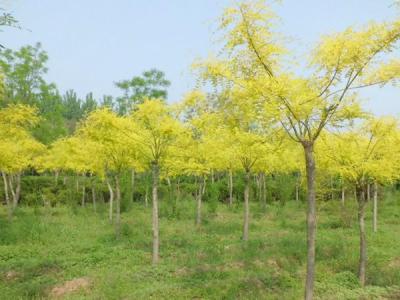 金葉槐樹(shù)苗哪里有賣的