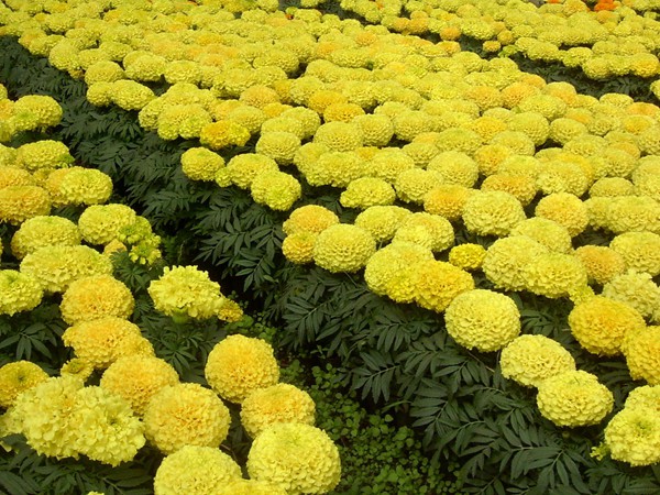 萬(wàn)壽菊?qǐng)D片