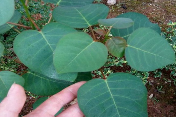 黃櫨種子圖片_價格_育苗方法 黃櫨種子圖片_價格_育苗方法