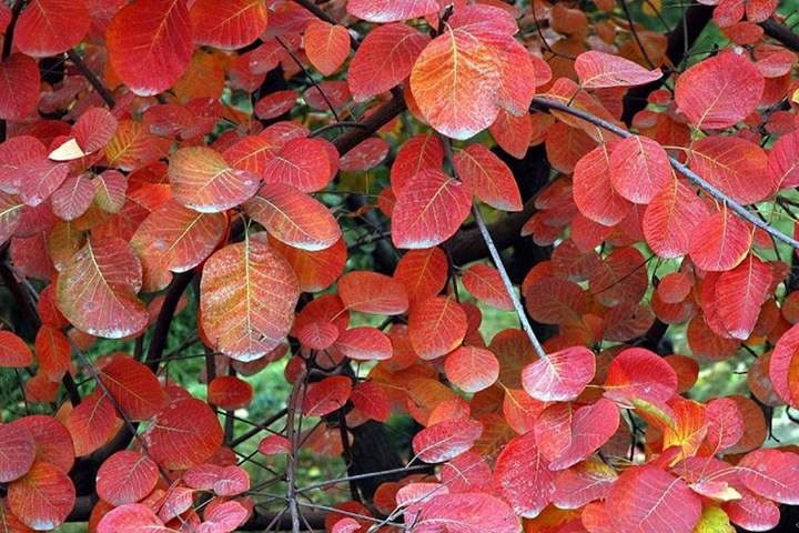 黃櫨種子圖片_價格_育苗方法 黃櫨種子圖片_價格_育苗方法