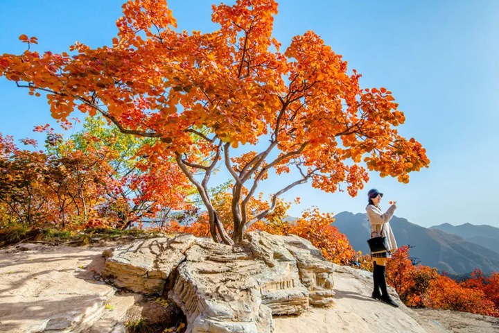 黃櫨種子圖片_價格_育苗方法 黃櫨種子圖片_價格_育苗方法