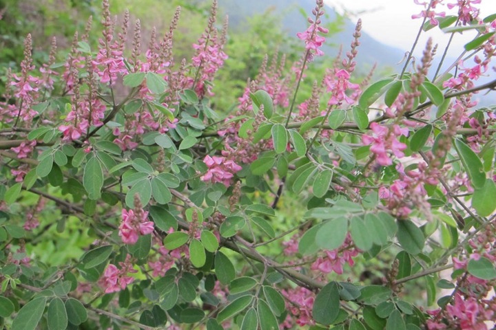 紫穗槐種子 紫穗槐種子