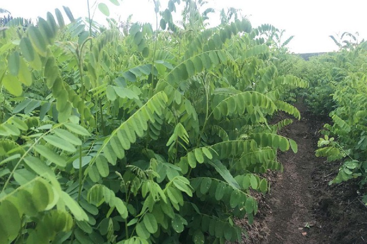 紫穗槐種子 紫穗槐種子