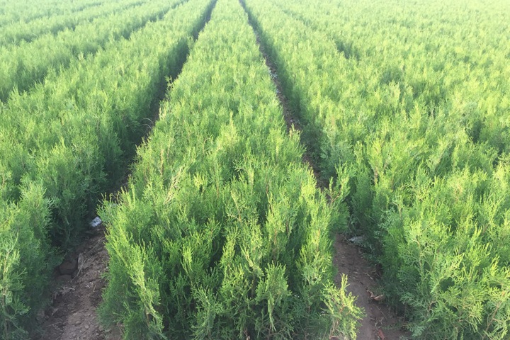 側(cè)柏 側(cè)柏