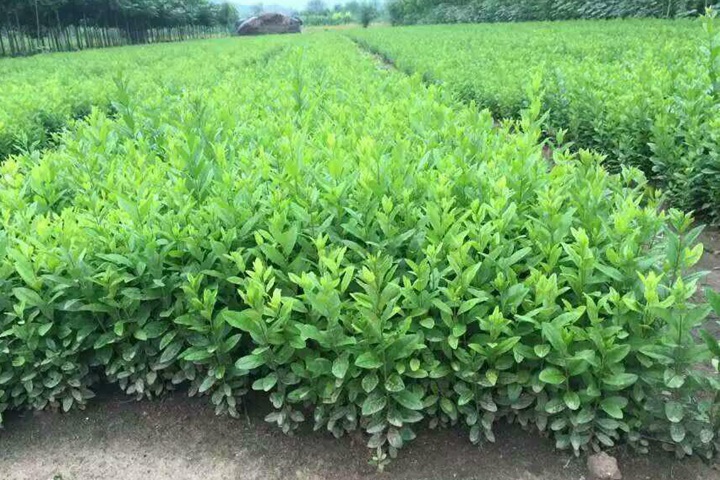 水蠟樹苗 水蠟樹苗