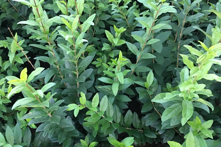 水蠟樹苗 水蠟樹苗