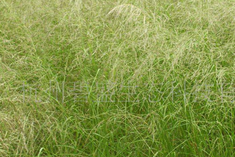 1635243582428270.jpg 1.jpg