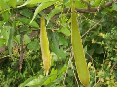 皂角的作用功效有哪些？