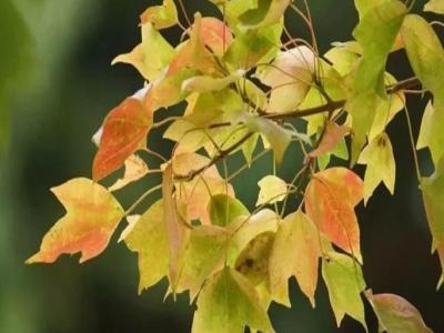 三角楓、五角楓、紅楓、羽毛楓的區(qū)別