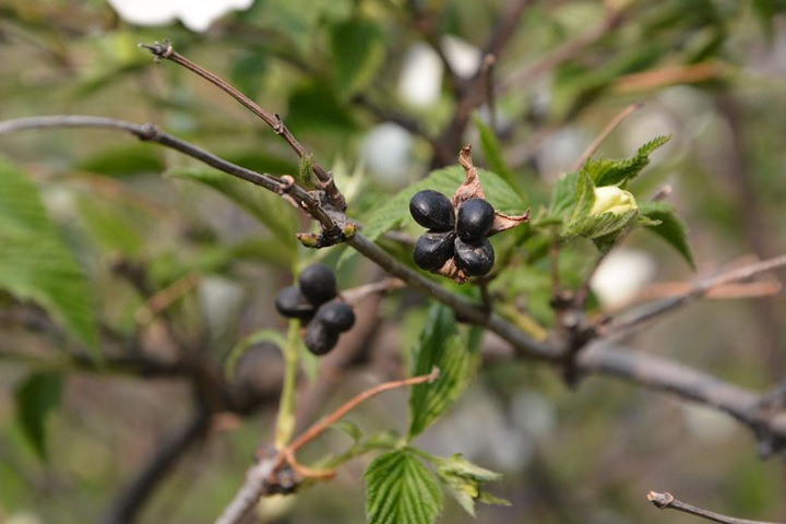 雞麻圖片_價格_養(yǎng)護(hù)方法 雞麻圖片_價格_養(yǎng)護(hù)方法