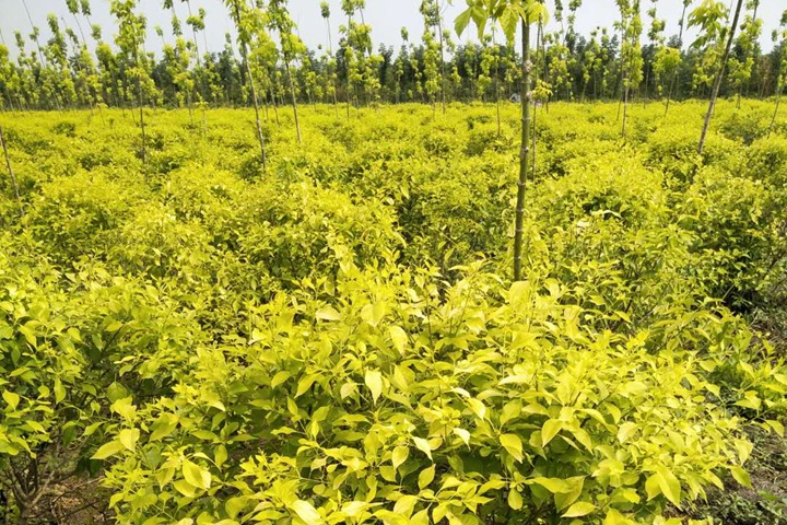 金葉<a href=http://yiqijinrong.cn/lvhuamiaomu/70.html target=_blank class=infotextkey>絲棉木</a> 金葉絲棉木