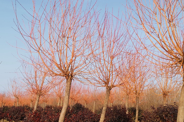 霞光<a href=http://yiqijinrong.cn/lvhuamiaomu/70.html target=_blank class=infotextkey>絲棉木</a> 霞光絲棉木