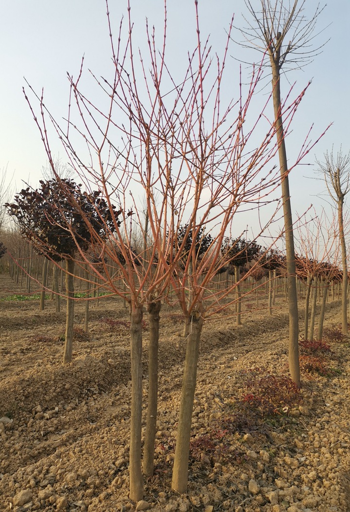 霞光絲棉木 霞光絲棉木