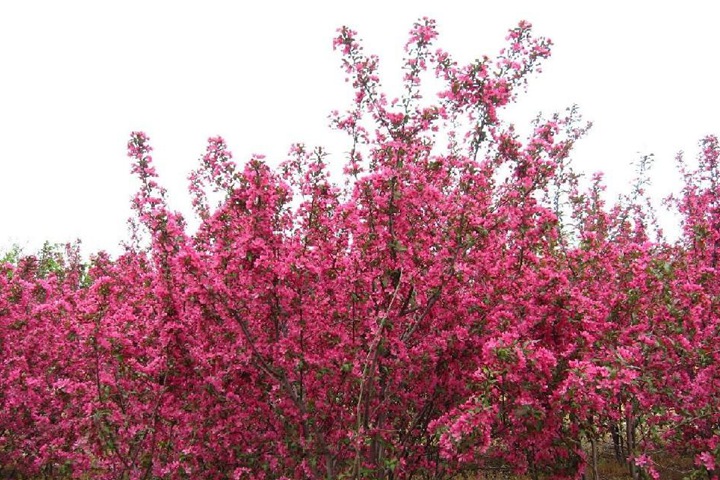 高原之火海棠樹(shù) 高原之火海棠樹(shù)