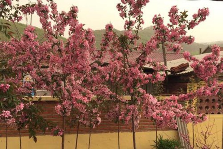 高原之火海棠樹(shù) 高原之火海棠樹(shù)