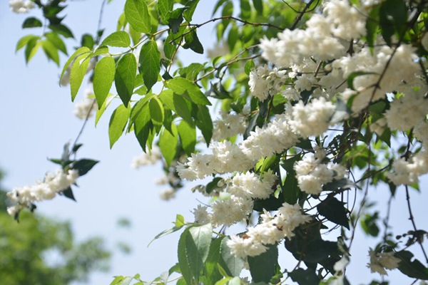 大花溲疏樹 大花溲疏樹