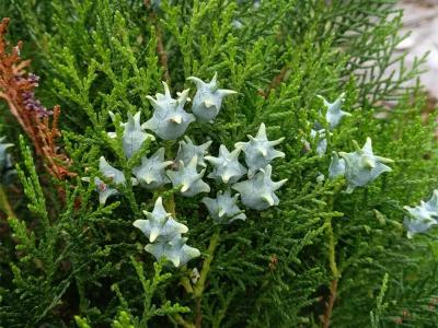 側(cè)柏的屬性及功效，有什么藥用價值