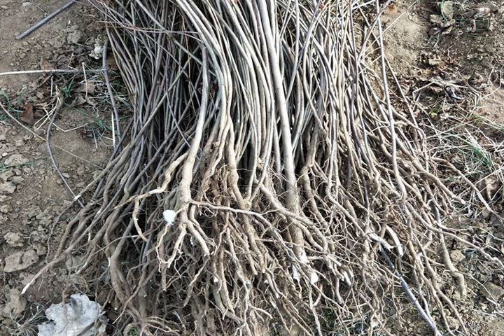 黃櫨小苗 黃櫨小苗