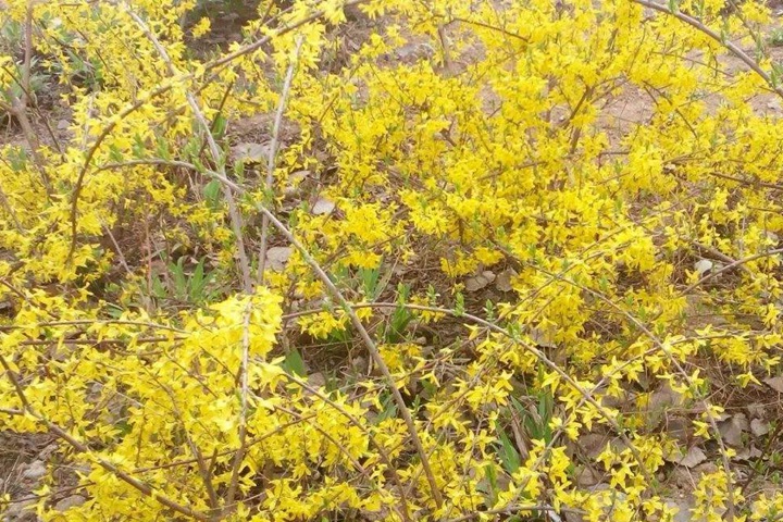 金鐘連翹 金鐘連翹