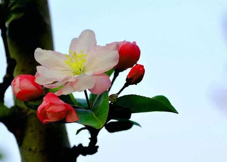 八棱海棠的果實(shí)能不能吃,八棱海棠的果實(shí)能吃嗎？