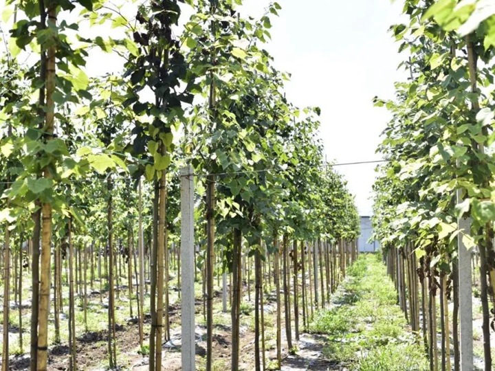 歐洲小葉椴綠塔 歐洲小葉椴綠塔