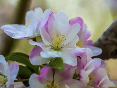 八棱海棠的果實(shí)能不能吃,八棱海棠的果實(shí)能吃嗎？