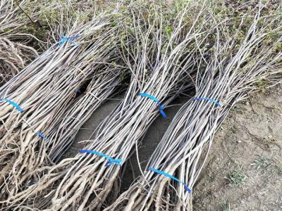 黃櫨小苗什么時候移栽好，黃櫨小苗最佳移栽時間