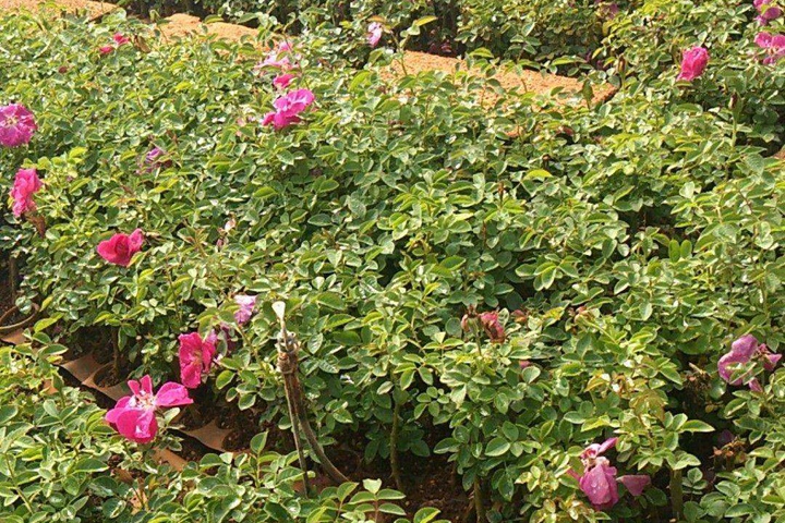 食用玫瑰花苗什么品種最好 食用玫瑰花苗什么品種最好