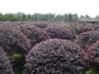 紅花檵木價(jià)格，紅花檵木價(jià)格是多少