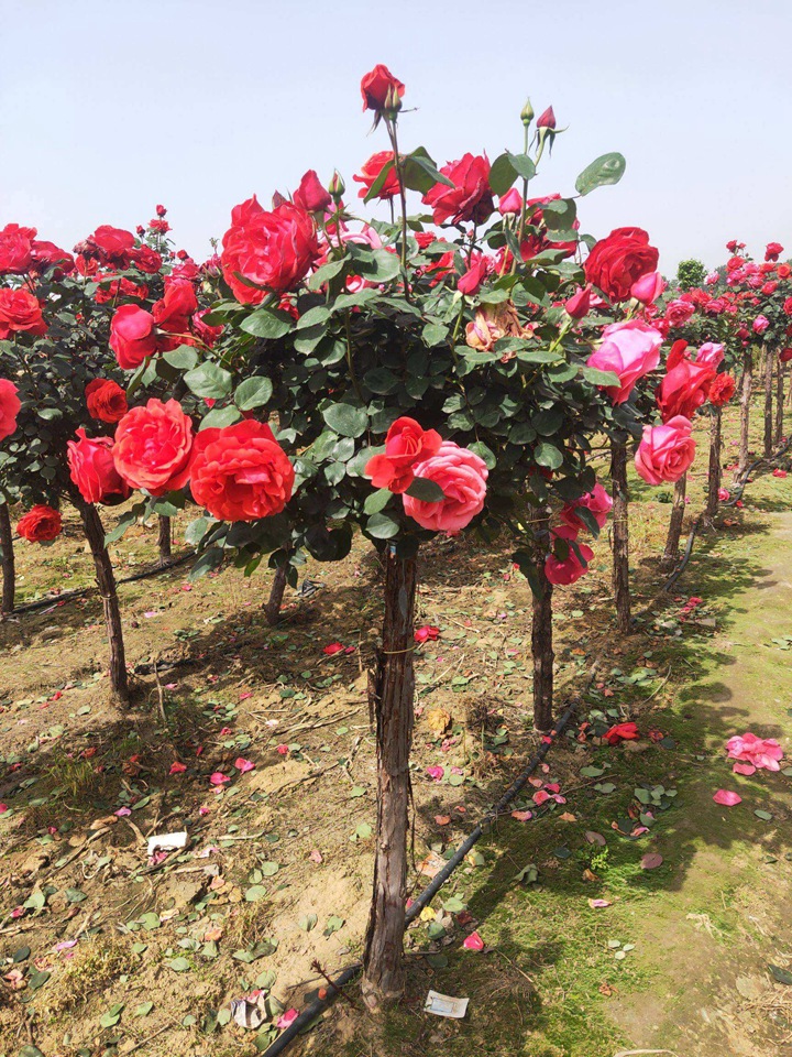 樹(shù)狀月季多少錢(qián)一棵