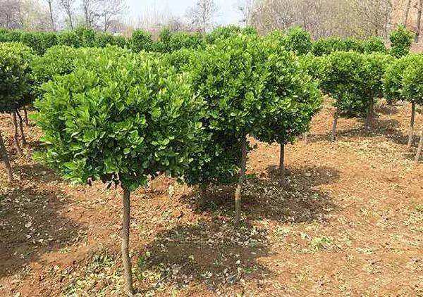 高桿黃楊 高桿黃楊