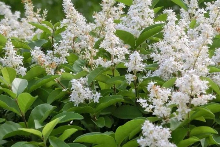 小葉女貞的花期和果期 小葉女貞的花期和果期