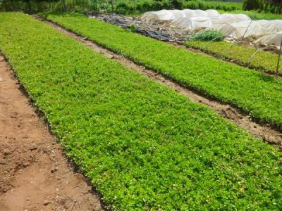 瓜子黃楊怎么養(yǎng)，瓜子黃楊怎樣繁殖