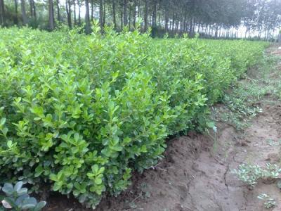 瓜子黃楊生長(zhǎng)環(huán)境，瓜子黃楊用什么土栽培