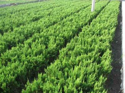 小龍柏盆景放家里好不好，小龍柏盆景可以在室內(nèi)嗎