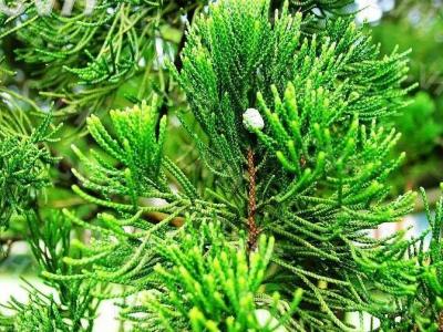 龍柏樹苗哪里有賣，龍柏苗多少錢一棵