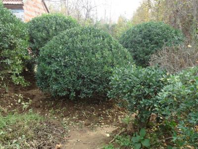 冬青樹的果子是什么顏色的，冬青果可以保持多久