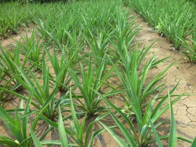 劍麻多久開一次花，劍麻多少年開一次花