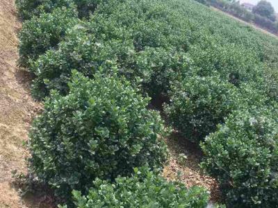 枸骨苗哪里有賣，無刺枸骨苗的產(chǎn)地是哪