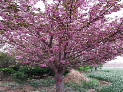 2022年櫻花樹(shù)苗多少錢(qián)一棵