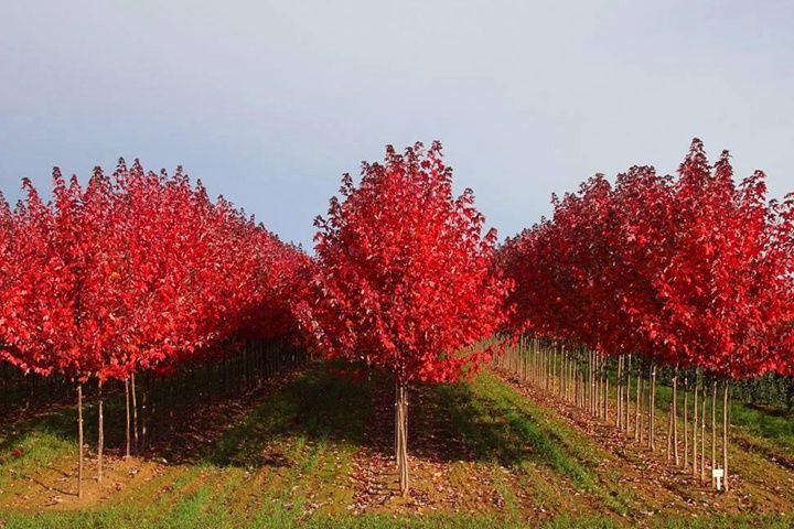 美國(guó)紅楓 美國(guó)紅楓