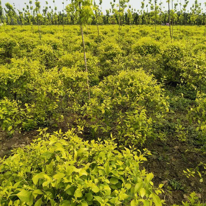 金葉絲棉木地球 金葉絲棉木地球