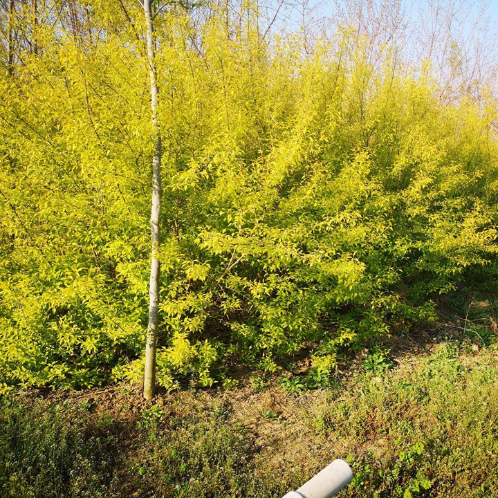 金葉絲棉木地球 金葉絲棉木地球