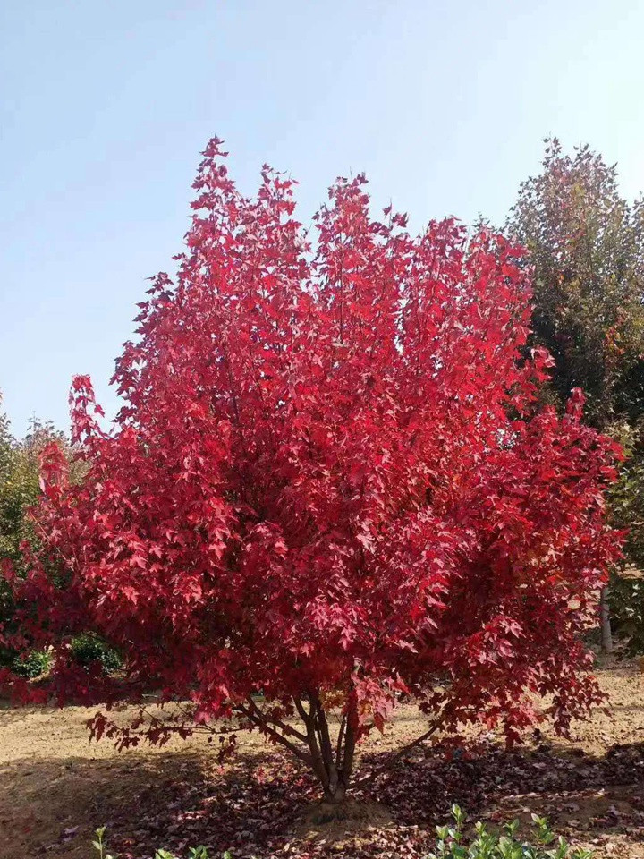 叢生紅點紅楓 叢生紅點紅楓