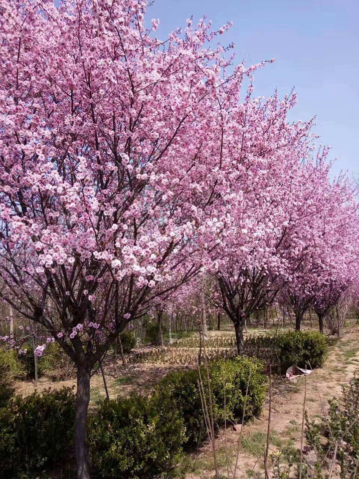美人梅是喬木還是灌木 美人梅是喬木還是灌木