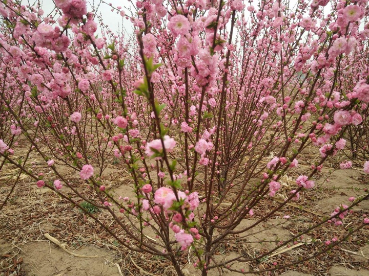 榆葉梅花期多長時(shí)間