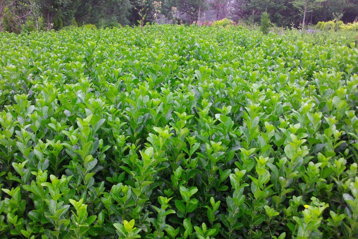 膠東衛(wèi)矛 膠東衛(wèi)矛