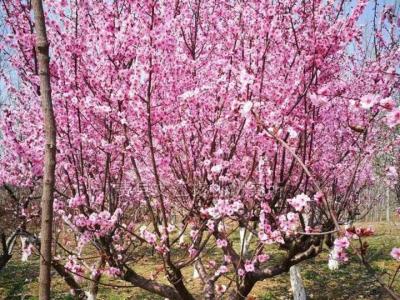 紅葉美人梅幾年開花，能開多久