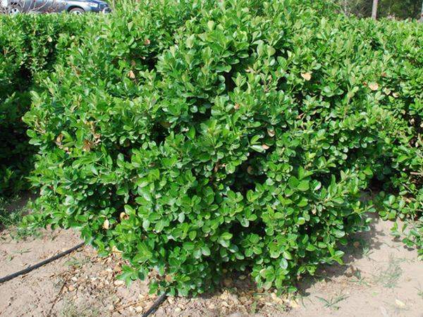 衛(wèi)矛 衛(wèi)矛