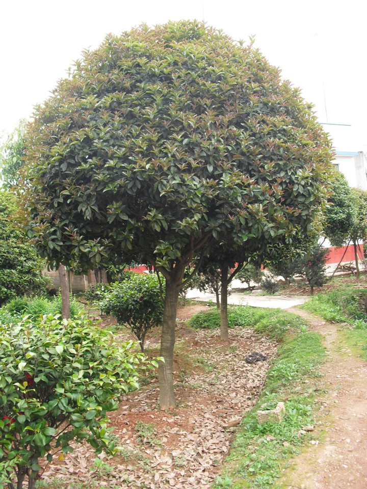 桂花樹(shù) 桂花樹(shù)